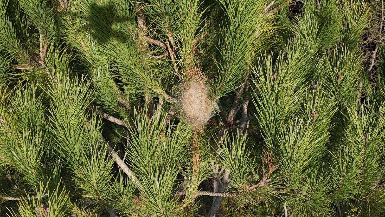 Lutte contre les chenilles processionnaires par drone | Protection efficace des arbres